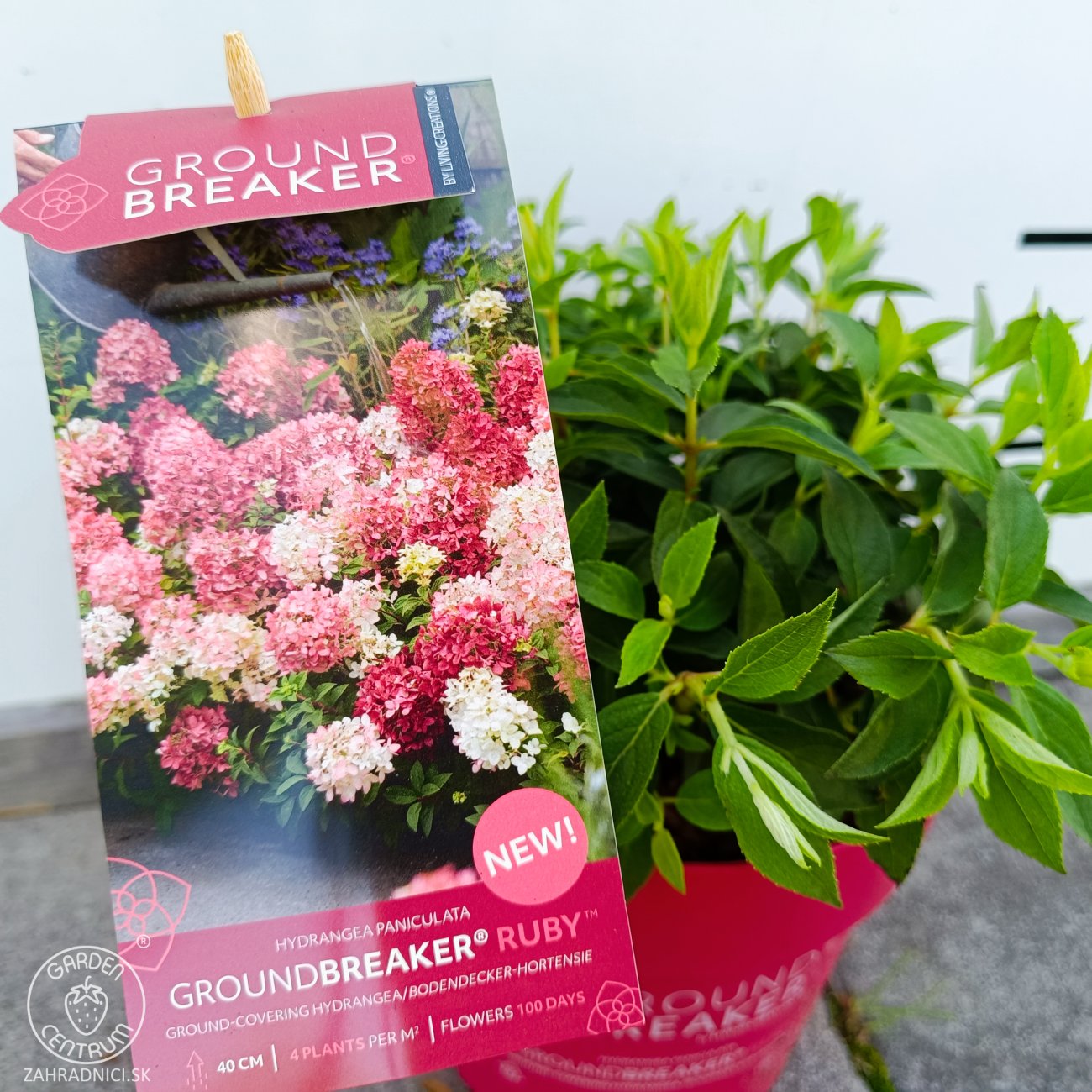 Obrázok Hortenzia metlinatá (Hydrangea paniculata) ´GROUNDBREAKER® RUBY´ by LIVING CREATIONS®´ - výška 10-20 cm, kont. C3L